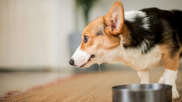 Peran Makanan Anjing Terhadap Saluran Kemih, Wajib Simak!